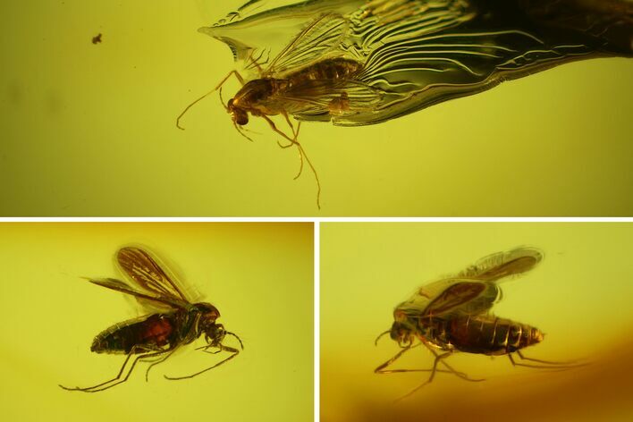 Two Fossil Flies (Diptera) In Baltic Amber #170055
